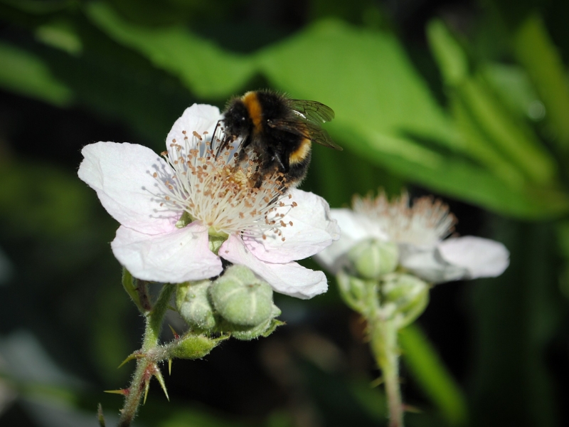 Nikon Bees 150615 (30)